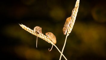 Sklonowali myszy z DNA zamarzniętej skóry
