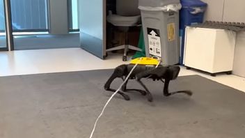 Pies-robot sam nauczył się chodzić. Ile trwała nauka?