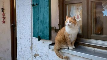 Twój kot Ci podziękuje. Zobacz niesamowity domofon