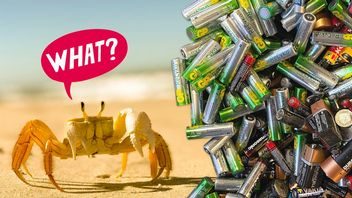 Baterie z krabów - to może być ekologiczna rewolucja