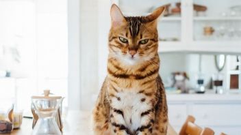 Kocia emotka z banem za seksualne treści, a basenowe streamerki mają się dobrze