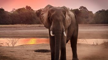 SI uczy się rozmawiać ze zwierzętami