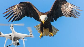 Orły polujące na drony? Macie rację, to nie najlepszy pomysł
