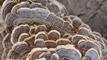 Ten grzyb może zastąpić plastik