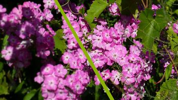 Nowa technologia Nvidii poprawi jakość filmów w sieci