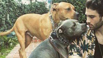 Hojność znanego streamera pomoże w adopcji psiaków ze schronisk