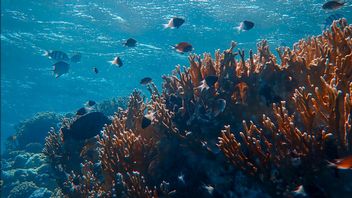 Dzięki satelitom ocean ma przed nami nieco mniej tajemnic