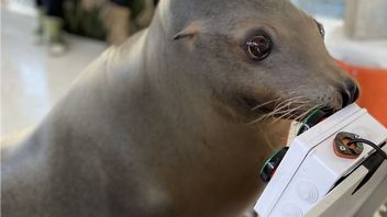 Marynarka wojenna USA uczy lwy morskie grania w gry. Zwierzaki je uwielbiają