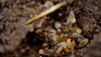 Klimatyzacja nie byłaby potrzebna, gdybyśmy budowali jak termity