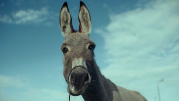 Tego filmu nie możesz przeoczyć, tegoroczny polski kandydat do Oscara od dziś na HBO Max