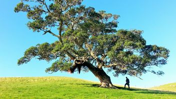 Miliarder od lat przewozi drzewa łodzią do swojego niesamowitego ogrodu i nie zamierza przestać