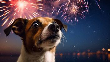 Drony sprawią, że Nowy Rok przestanie być koszmarem dla psów