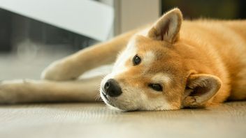 Odszedł Cheems - popularny pies z memów przegrał z chorobą