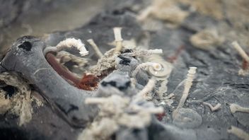 Właśnie znaleźliśmy jeden z najbardziej ekstremalnych ekosystemów na Ziemi - znajduje się pod dnem Oceanu