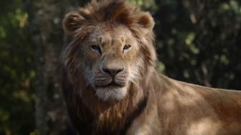 Król Lew wciąż na czele Box Office, Pewnego razu w Hollywood z udanym debiutem