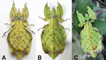 Te insekty wyglądają jak liście i do tej pory były nieznane dla naukowców