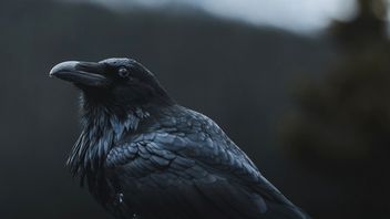 Wrony i kruki są matematycznie uzdolnione, tak wynika z badań naukowców