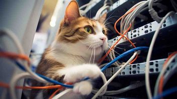 Kot mógł przypadkowo wyczyścić rządowy serwer, efektem kilkugodzinna awaria