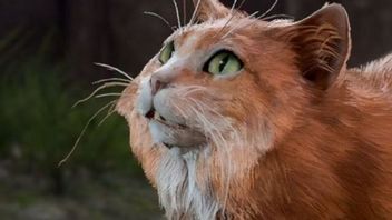 Tego questa w Baldur’s Gate 3 warto pominąć. Robiąc to odblokujecie innego, skupionego na kocich losach