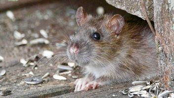 Szczury lubią przebywać w naszym otoczeniu i są bardziej ludzkie niż nam się to wydaje