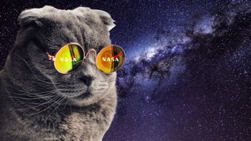 Koty pozdrawiają z kosmosu! Sonda przebyła 31 milionów kilometrów, żeby wysłać do NASA filmik z mruczkiem Tabbym