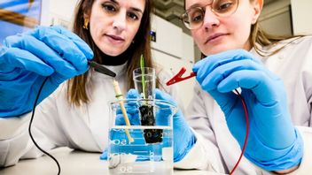 Rośliny rosną jak na drożdżach, a wszystko to dzięki e-ziemi, innowacji ze Szwecji