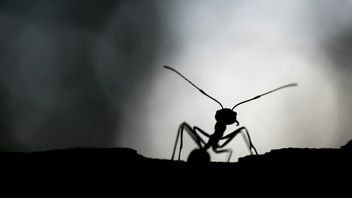 Tego gracza dotknął niecodzienny problem. Jego GPU przegrzewało się z powodu mrówek