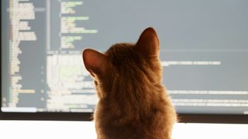 Czas na telewizję dla kotów, to urządzenie potrafi odtwarzać ulubione materiały naszych towarzyszy