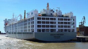 Olbrzymi statek przeznaczony do transportu zwierząt z Australii przewozi przez oceany ponad 75 000 owiec