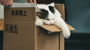 The Box - opinie. Czy warto kupować kota w worku?