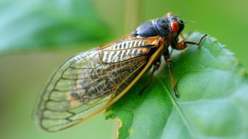 Stany Zjednoczone doświadczają inwazji owadów jakiej nie widziano od 1803 r