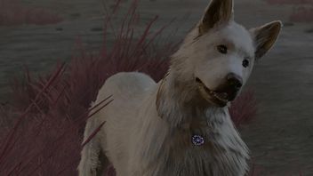 Pokochaliście Drapka w Baldur's Gate 3? Teraz możecie go wytresować, by był jeszcze lepszym towarzyszem