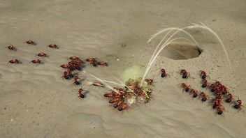 Jeszcze RTS-y nie umarły. 6367 osób zagrało w Empires of the Undergrowth. To kolejny sukces wydawcy Manor Lords