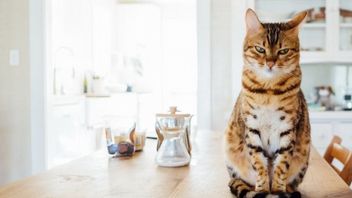 Gamingowa patologia się rozprzestrzenia. Po bananie ludzie grają na Steamie w Koty