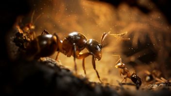 Jeden z najpiękniejszych RTS-ów w historii to niezwykła opowieść o mrówkach walczących za swoją Królową. Empire of the Ants zauroczyło wielu graczy
