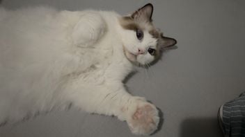 Kot ostrzegł właściciela przed awarią RTX 4090, która mogła skończyć się tragedią