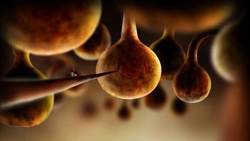 Botanicula – przygodówka twórców Machinarium na Androidzie