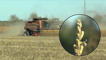 Rolnik ślepo zaufał sztucznej inteligencji i stracił wszystko przez halucynacje AI