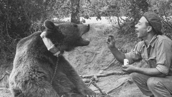 Bohaterski żołnierz-niedźwiedź Wojtek doczeka się własnej animacji