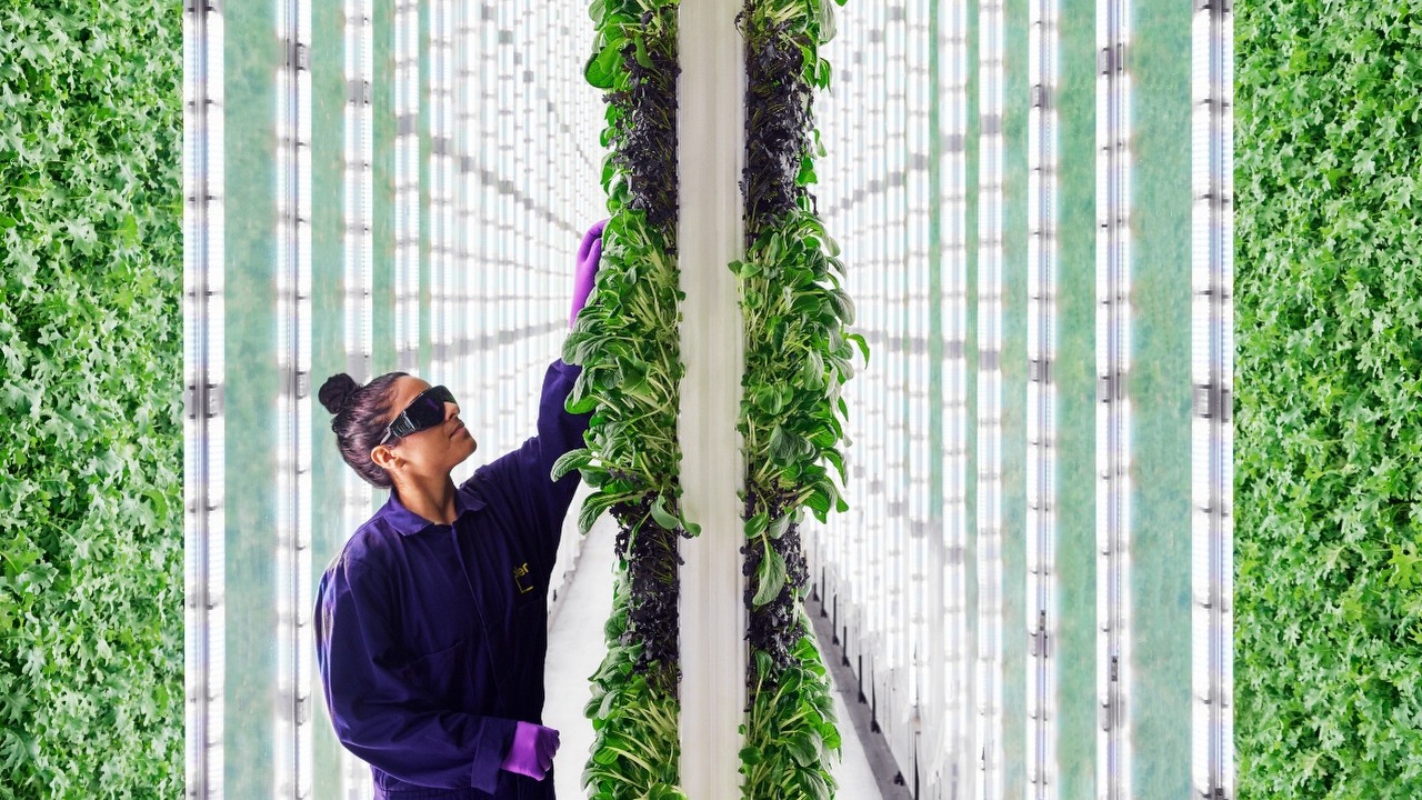 Farma sterowana przez roboty i AI przynosi imponujące zbiory.