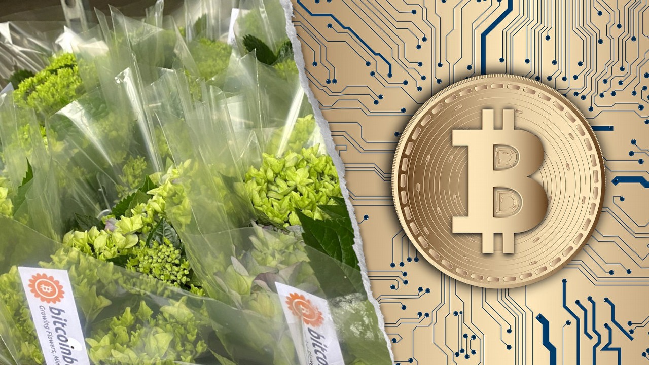 Rolnik ogrzewa szklarnie koparkami BTC; walczy z rosnącymi cenami gazu.