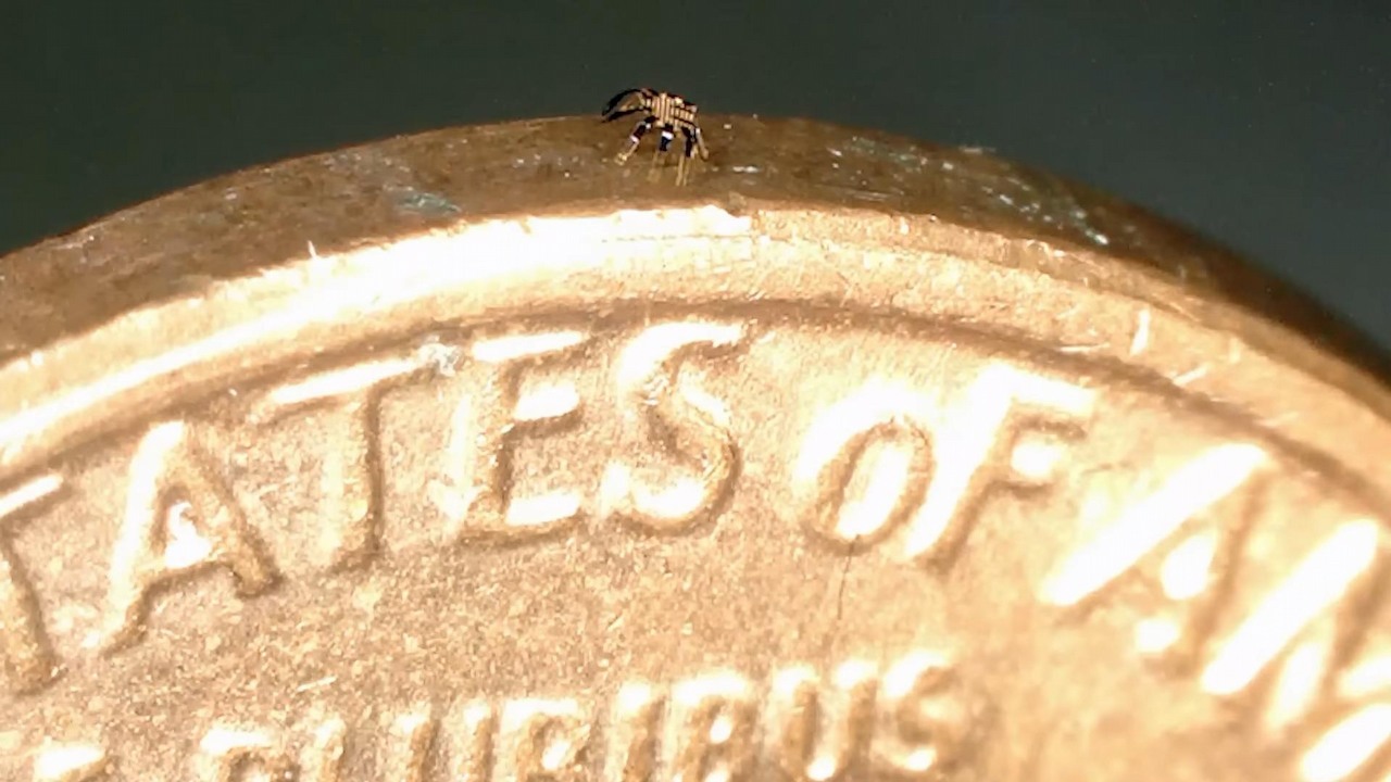 Tak wygląda najmniejszy chodzący robot świata.