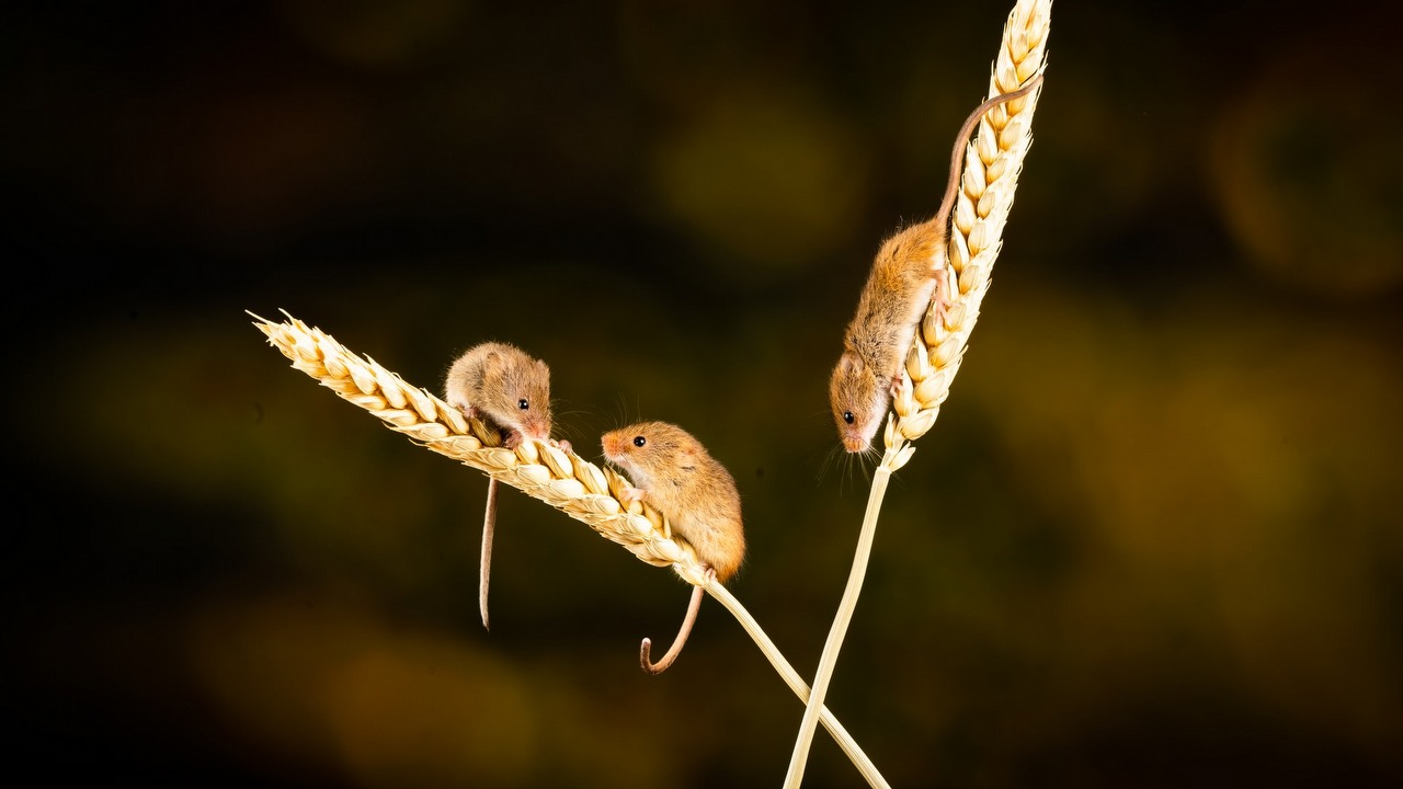 Sklonowali myszy z DNA zamarzniętej skóry.