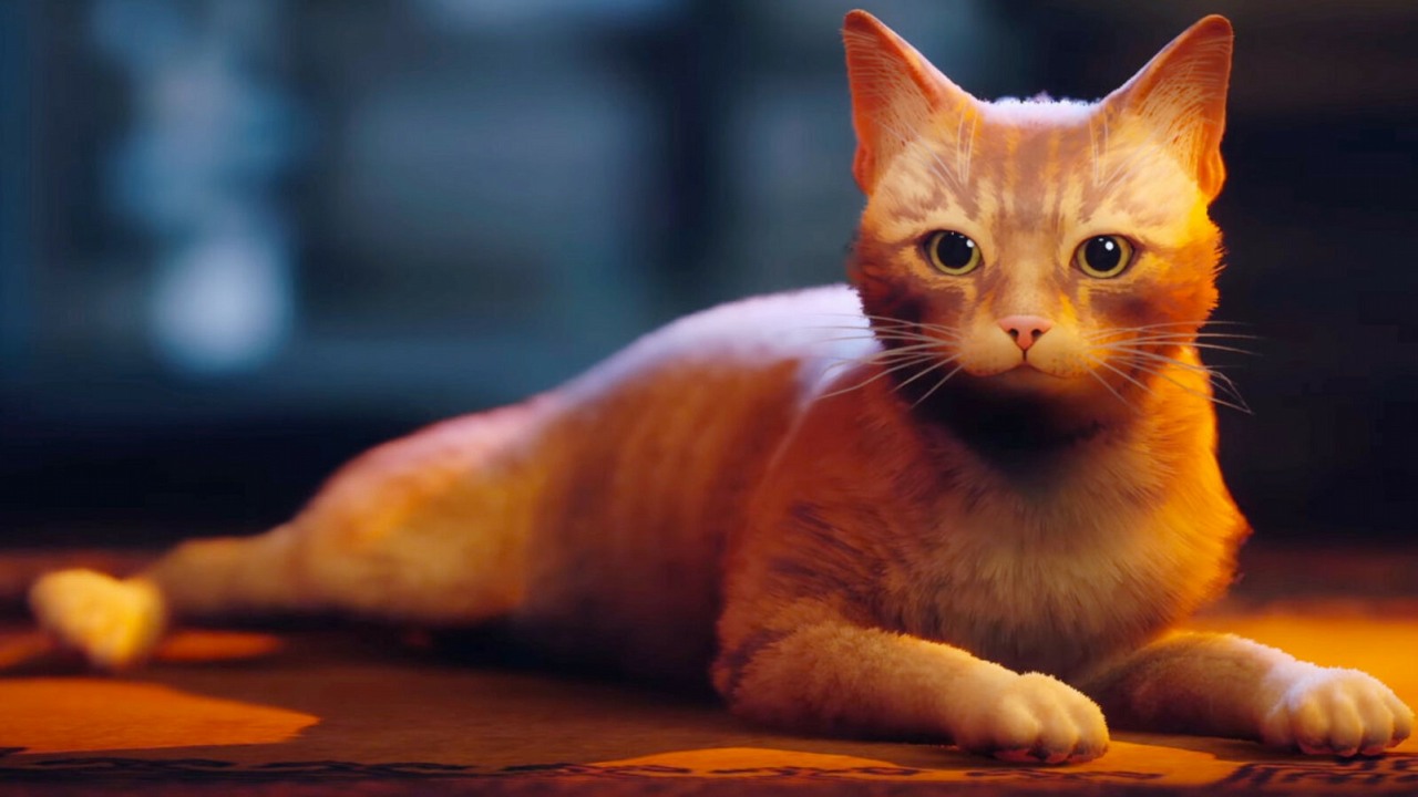 Chcesz wyrwać tanio Stray? Przekaż symboliczną darowiznę na bezdomne koty.