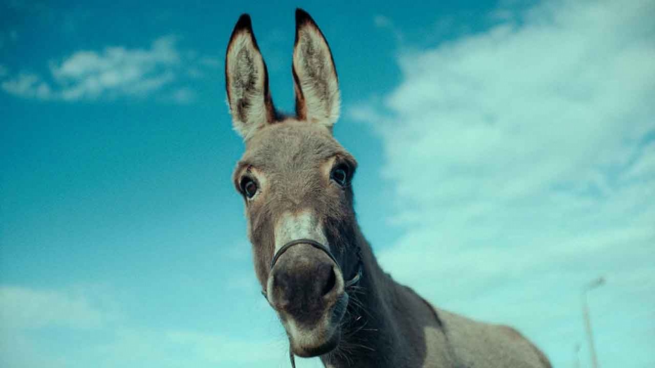 Polski film o osiołku podbija świat. Ma coraz większe szanse na Oscara, źródło grafiki: IO; Jerzy Skolimowski; Alia Film; 2022.