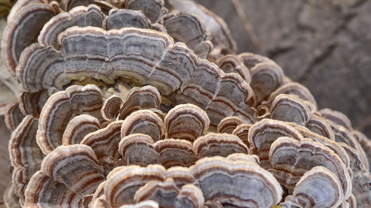 Ten grzyb może zastąpić plastik, źródło grafiki: Unsplash | Jason Mitrione.