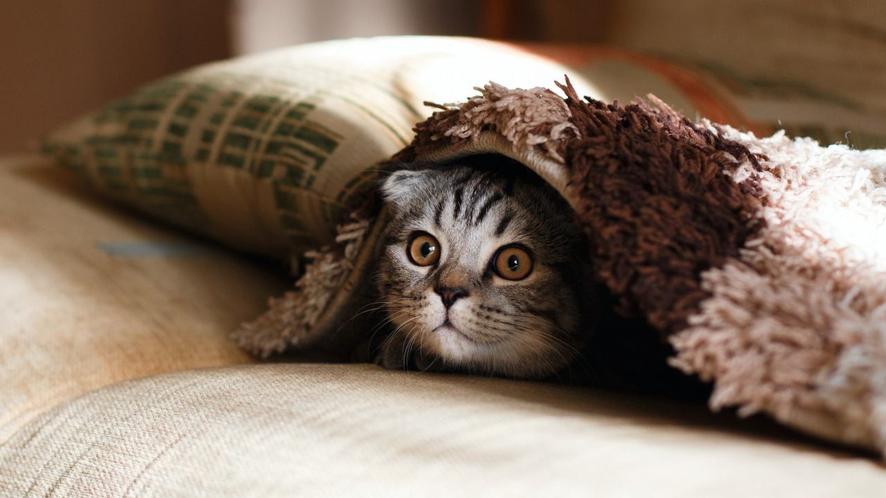 Zwierzęta jak szpiedzy; naukowcy ostrzegają przed aplikacjami pet-tech, źródło grafiki: Unsplash | Mikhail Vasilyev..