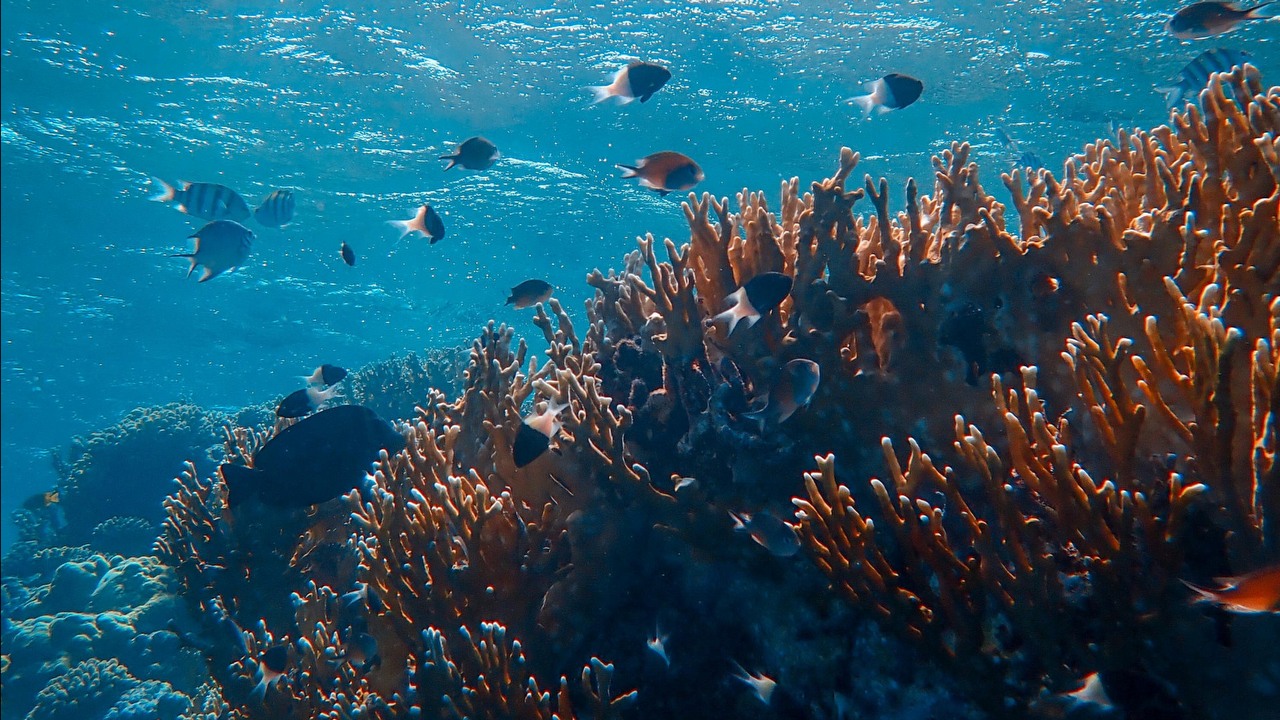 Dzięki satelitom ocean ma przed nami nieco mniej tajemnic, źródło grafiki: Unsplash | Francesco Ungaro.
