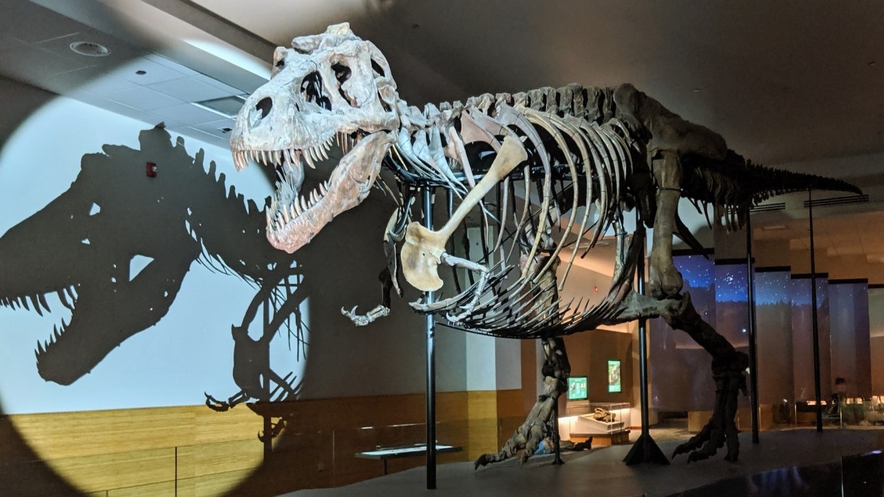 Eksperci wysuwają odważne wnioski. Tyranozaur mógł osiągnąć większe rozmiary, względem dotychczasowych szacunków, źródło grafiki: Solstice Hannan | Unsplash.