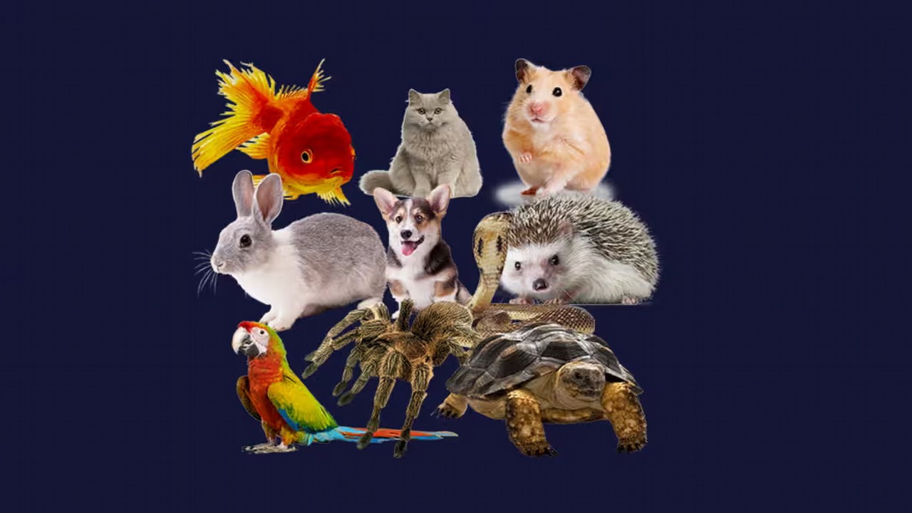 Genialny deweloper-samouk w 30 minut tworzy gry o głaskaniu zwierząt. Zarobił już na nich prawie milion złotych, źródło grafiki: TJ Gardner..